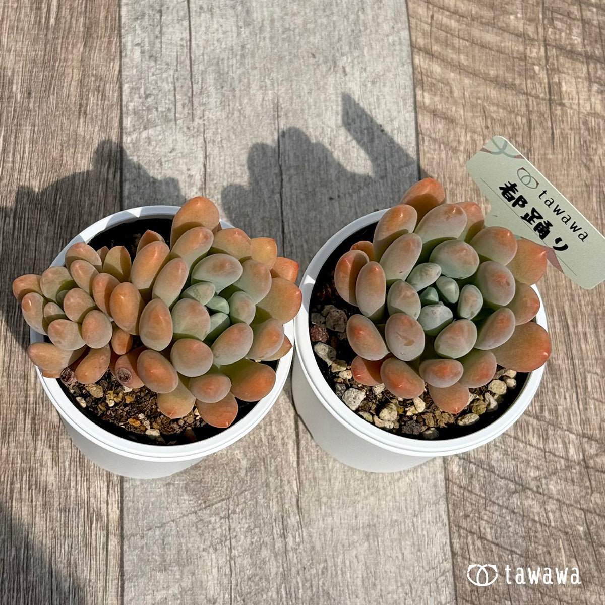 미즈오도리