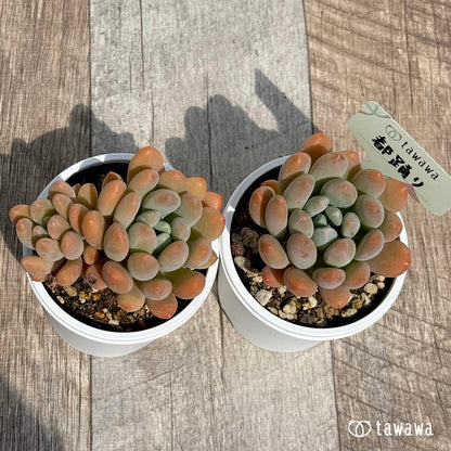 미즈오도리