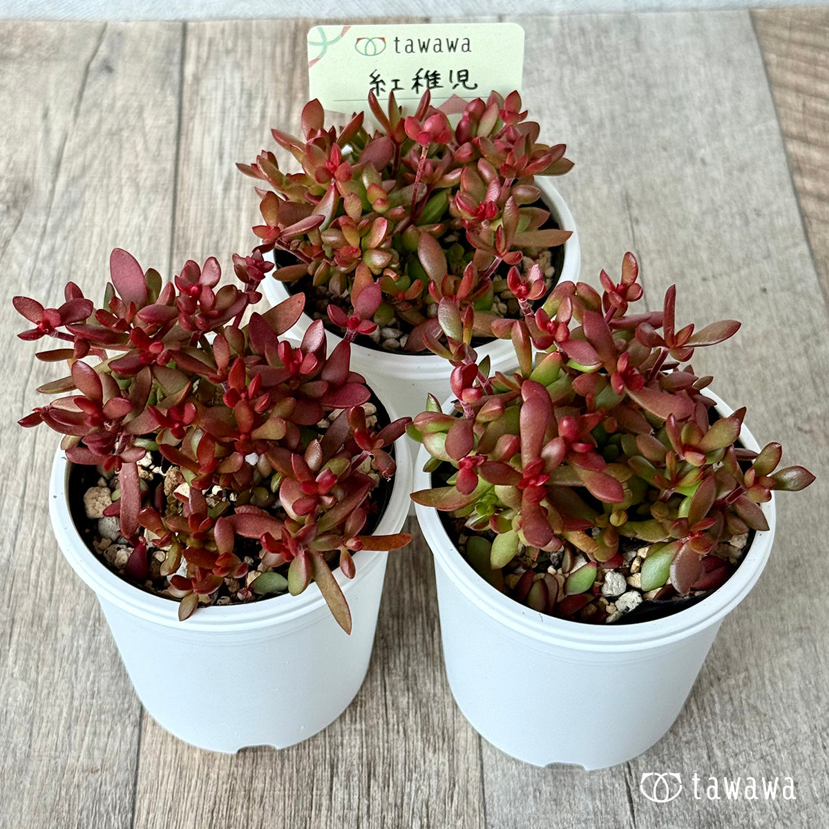 ＊新発売＊　紅稚児　【tawawaハウス苗】