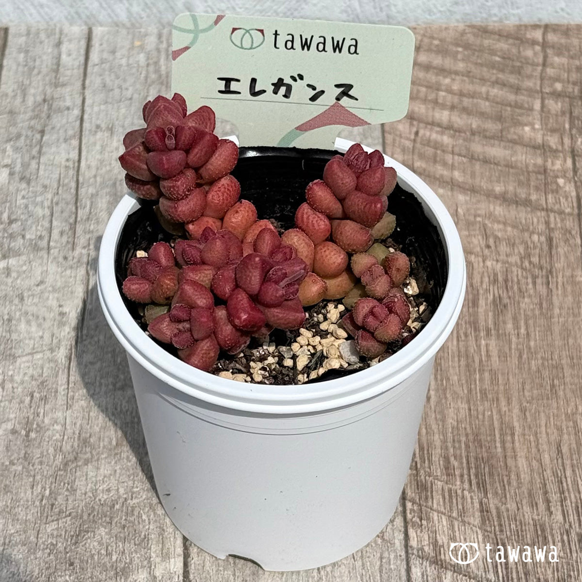 60. ＊新発売＊　エレガンス【tawawaハウス苗】