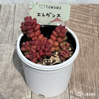 60. ＊新発売＊　エレガンス【tawawaハウス苗】
