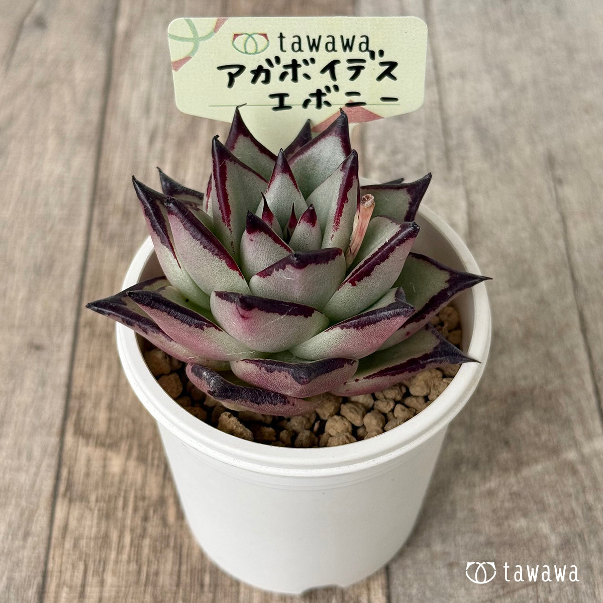 アガボイデス エボニー【中】 – 多肉植物の通販・販売サイト tawawa