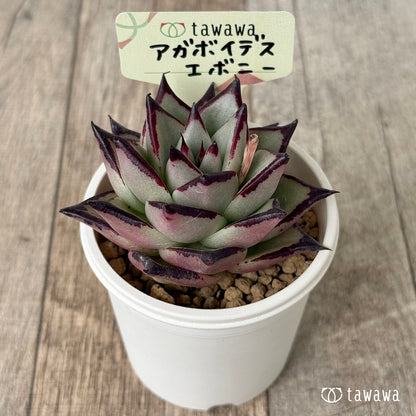 New Arrival* Cubic Frost