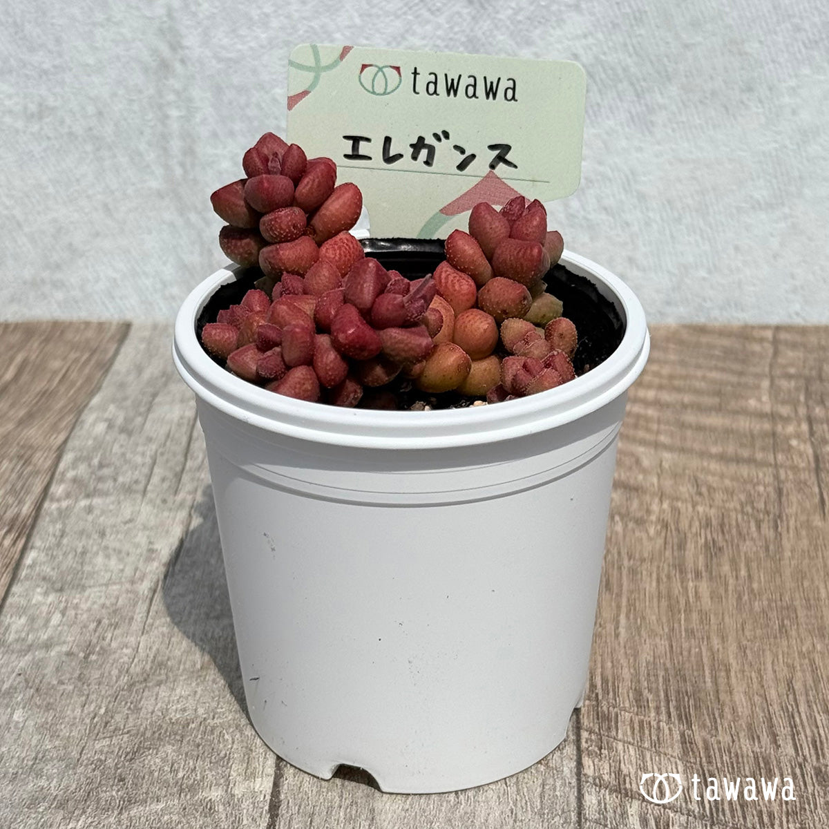 60. ＊新発売＊　エレガンス【tawawaハウス苗】
