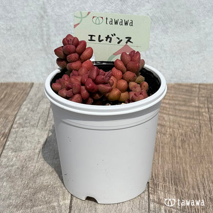 60. ＊新発売＊　エレガンス【tawawaハウス苗】