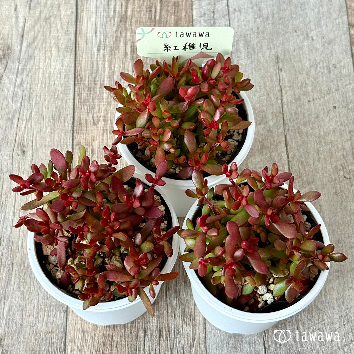 ＊新発売＊　紅稚児　【tawawaハウス苗】
