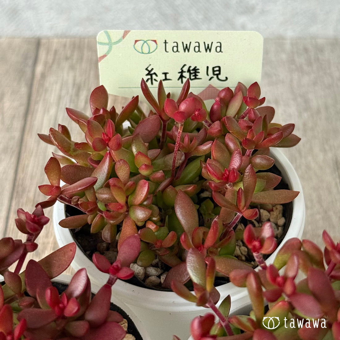 *新発売* 紅稚児 【tawawaハウス苗】