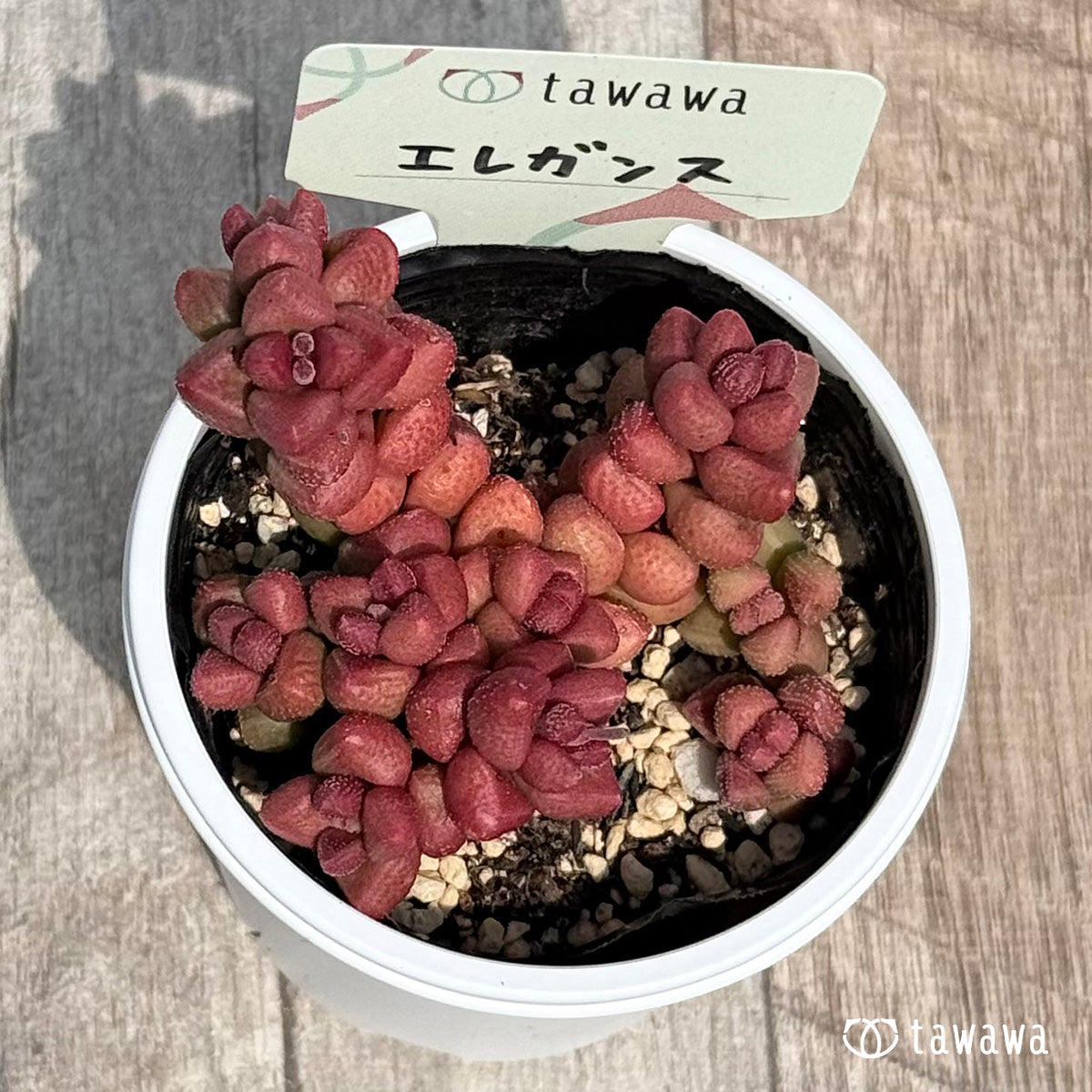 60. ＊新発売＊　エレガンス【tawawaハウス苗】