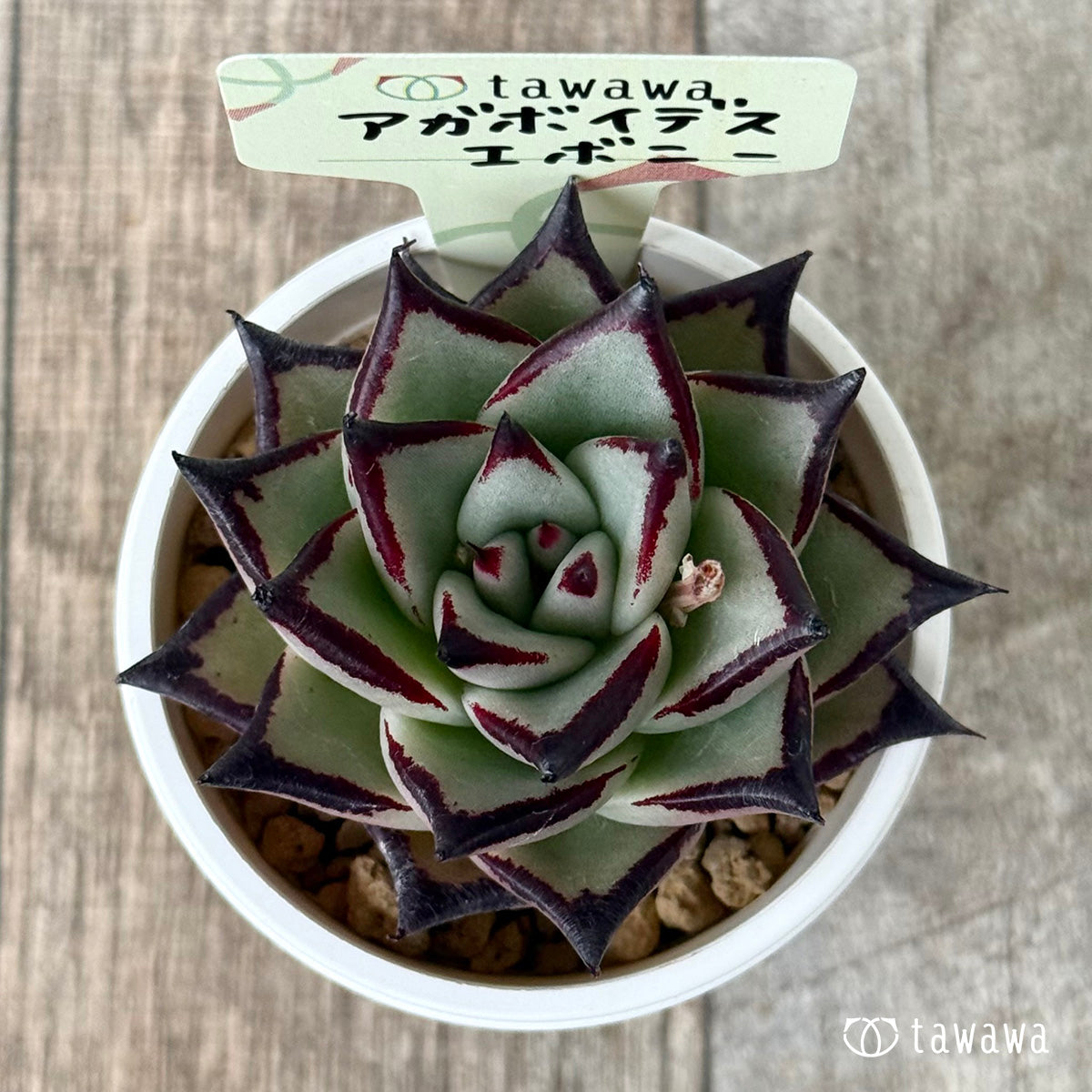 アガボイデス エボニー【中】 – 多肉植物の通販・販売サイト tawawa
