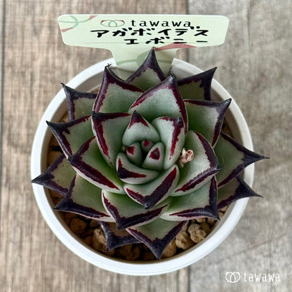 New Arrival* Cubic Frost