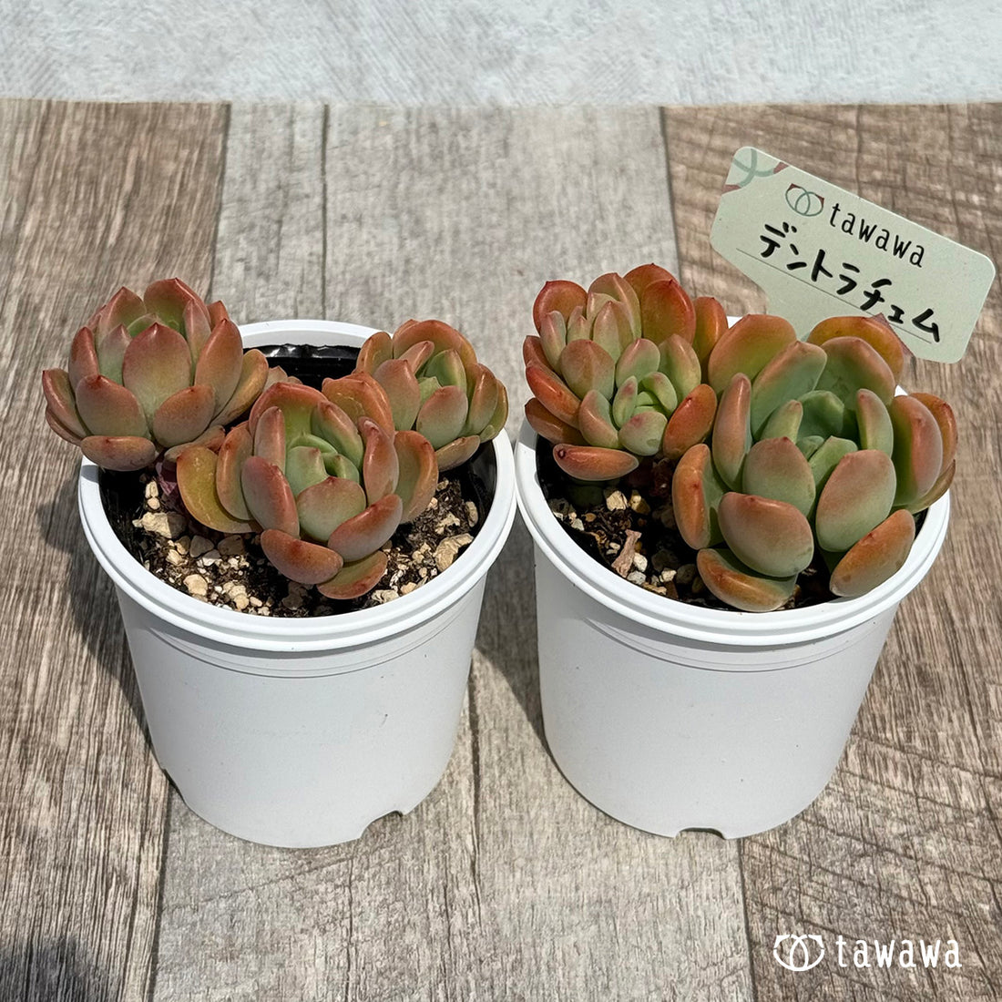 61. ＊新発売＊　デントラチェム　【tawawaハウス苗】
