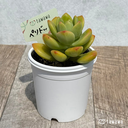 62. ＊新発売＊　ペリドット　【tawawaハウス苗】