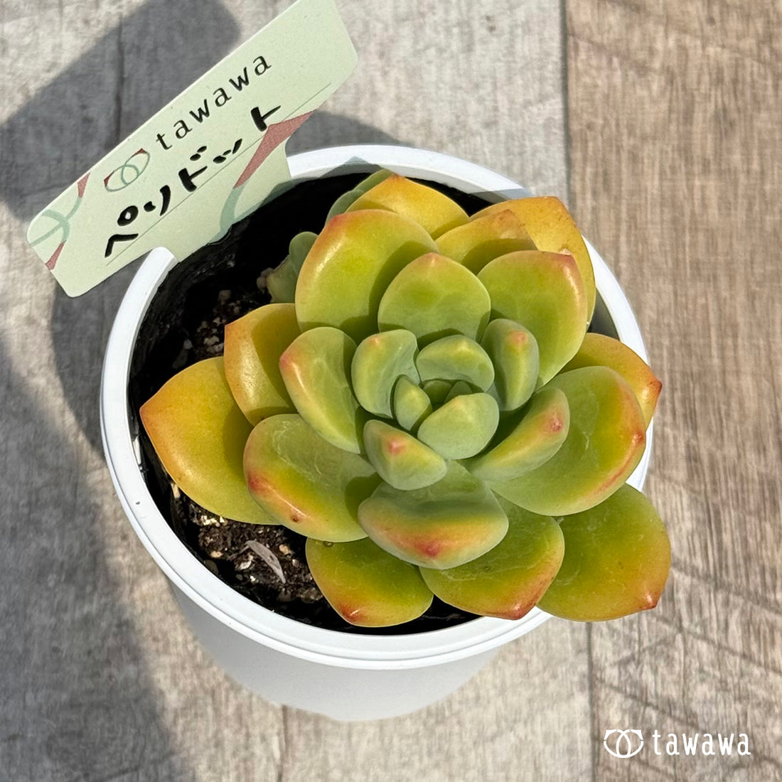 62. ＊新発売＊　ペリドット　【tawawaハウス苗】