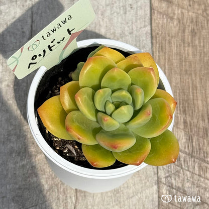 62. ＊新発売＊　ペリドット　【tawawaハウス苗】