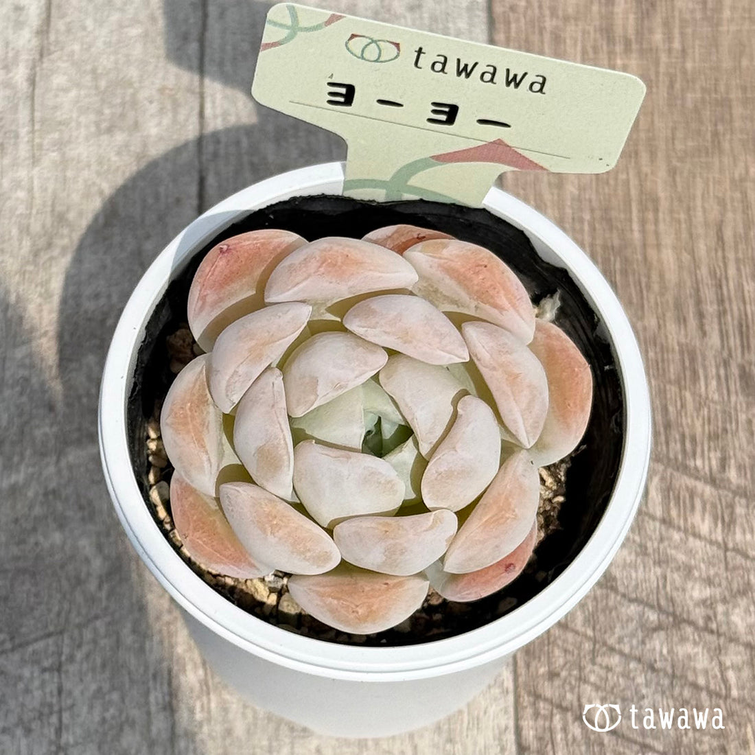63. ＊新発売＊　ヨーヨー　【tawawaハウス苗】