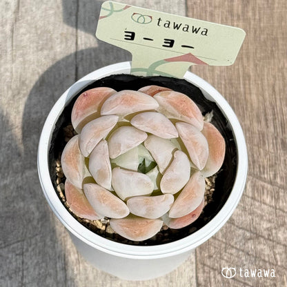 63. ＊新発売＊　ヨーヨー　【tawawaハウス苗】