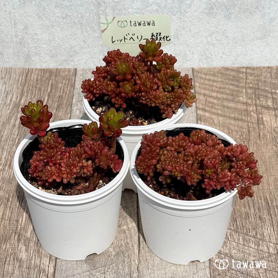 レッドベリー綴化 【tawawaハウス苗】