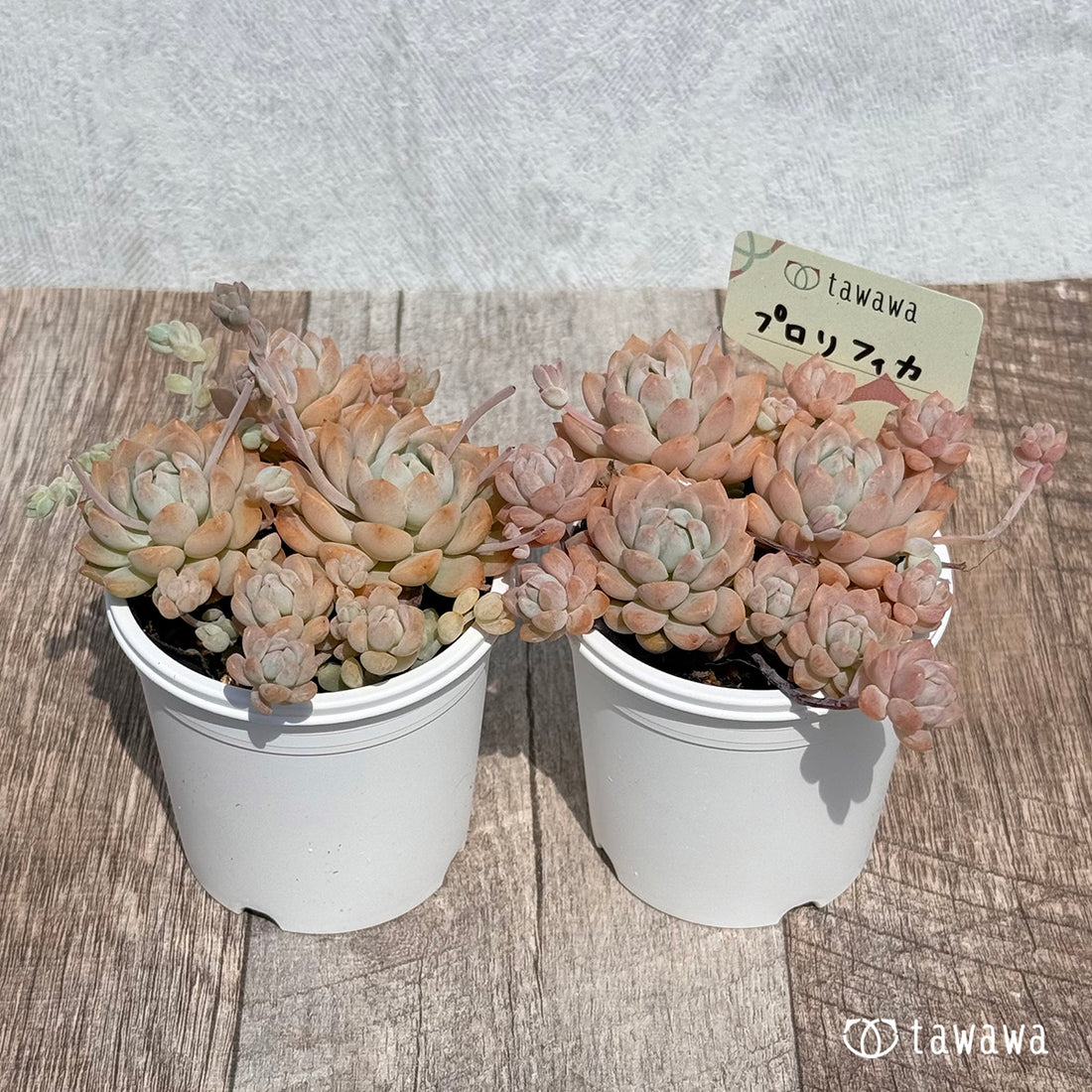 65. ＊新発売＊　プロリフィカ　【tawawaハウス苗】