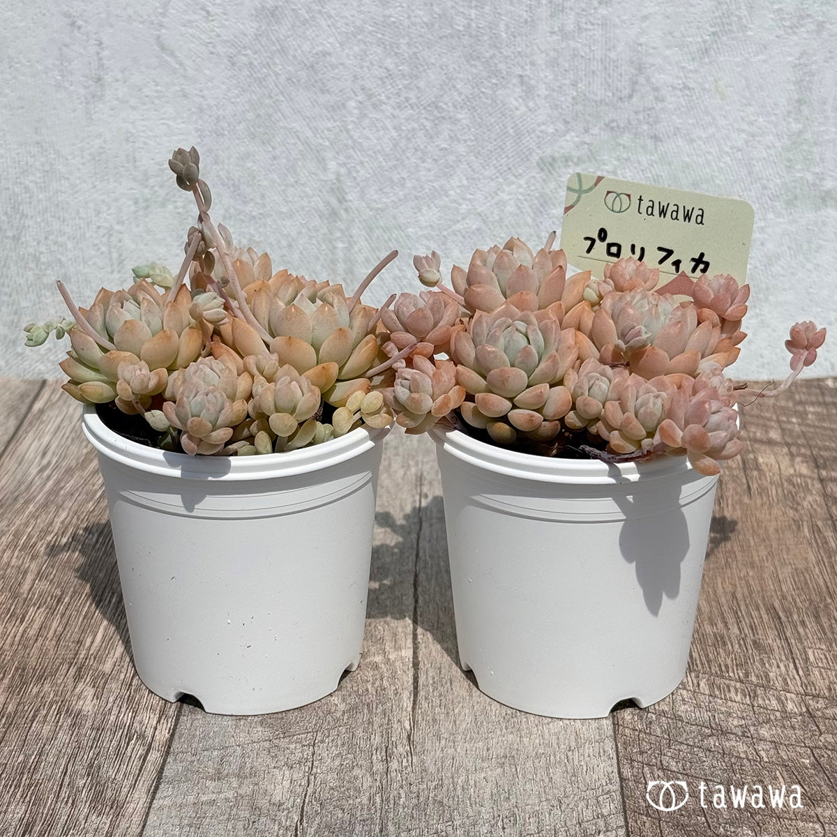 프로리피카 금