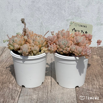 프로리피카 금