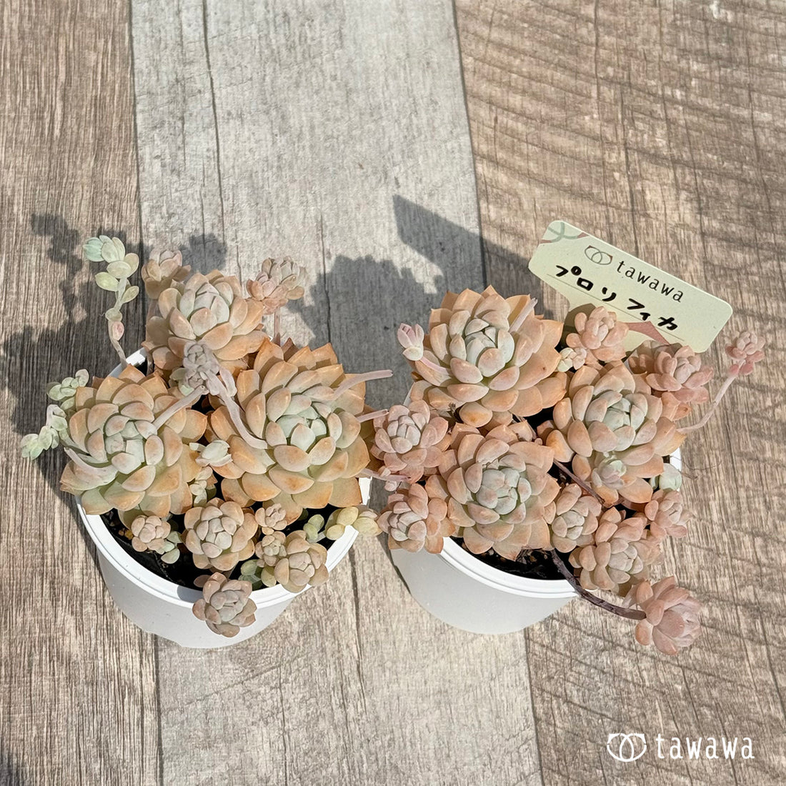 65. ＊新発売＊　プロリフィカ　【tawawaハウス苗】