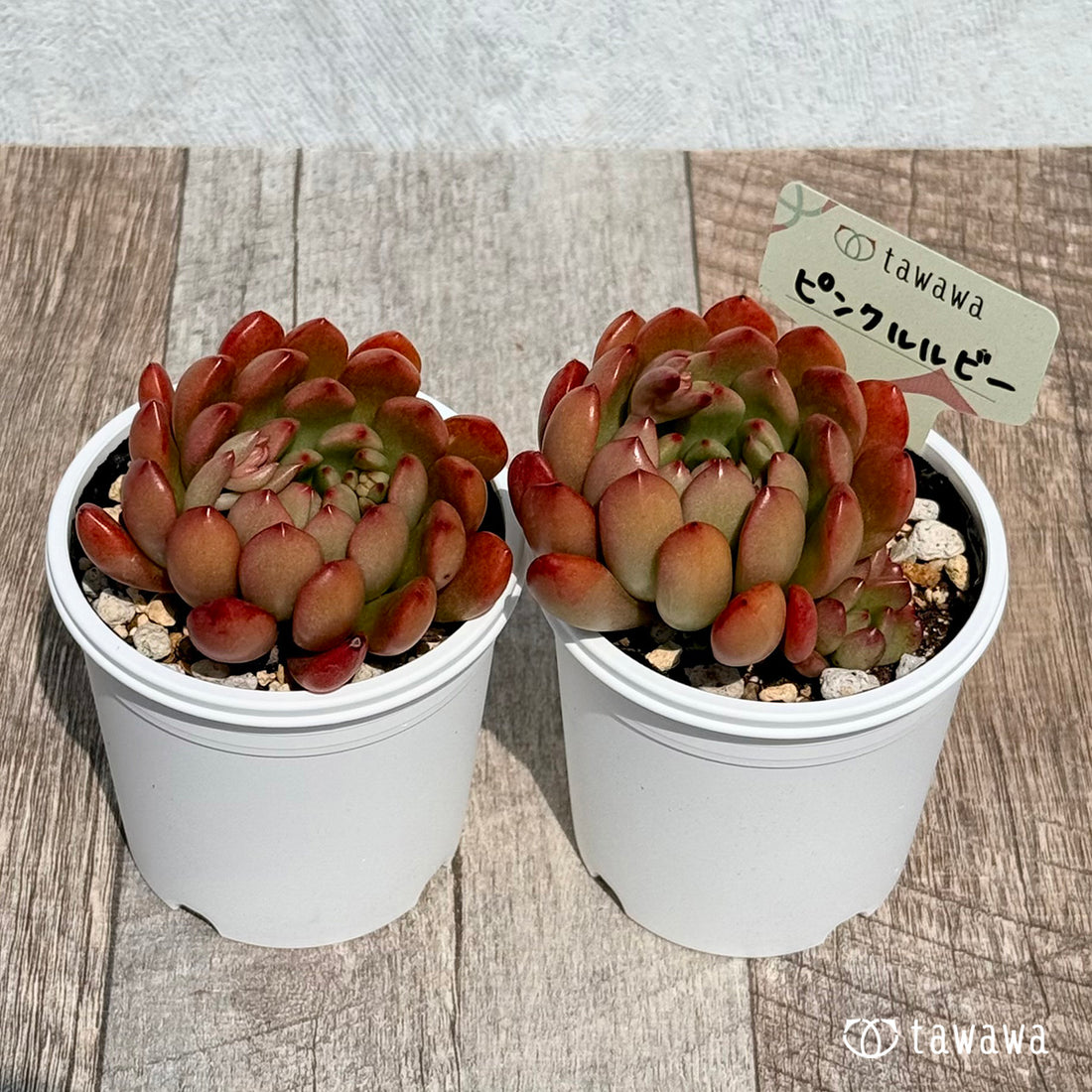 ピンクルルビー 【tawawaハウス苗】