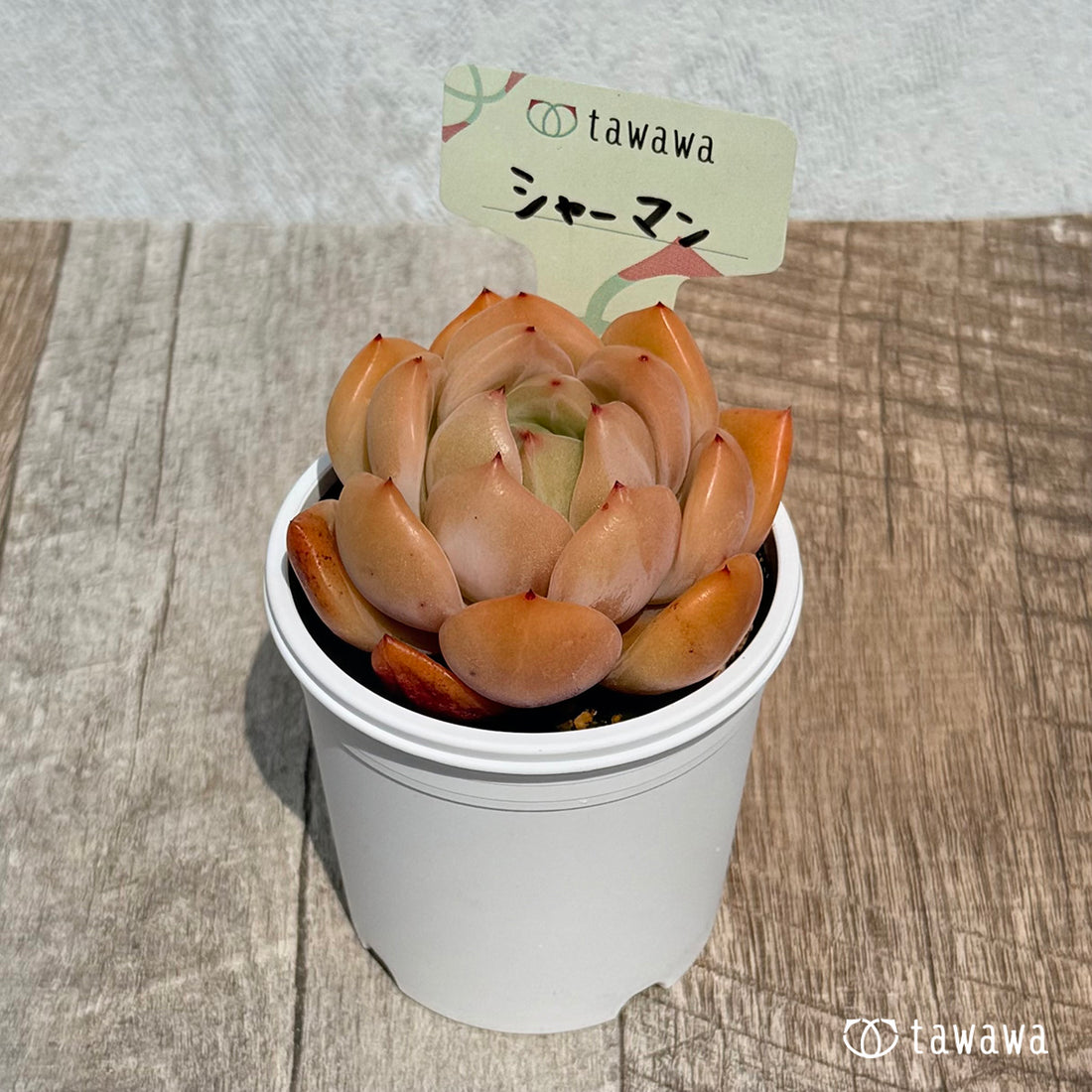 67. ＊新発売＊　シャーマン　【tawawaハウス苗】