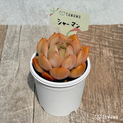 샤먼(샤르만)