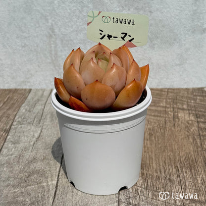 샤먼(샤르만)