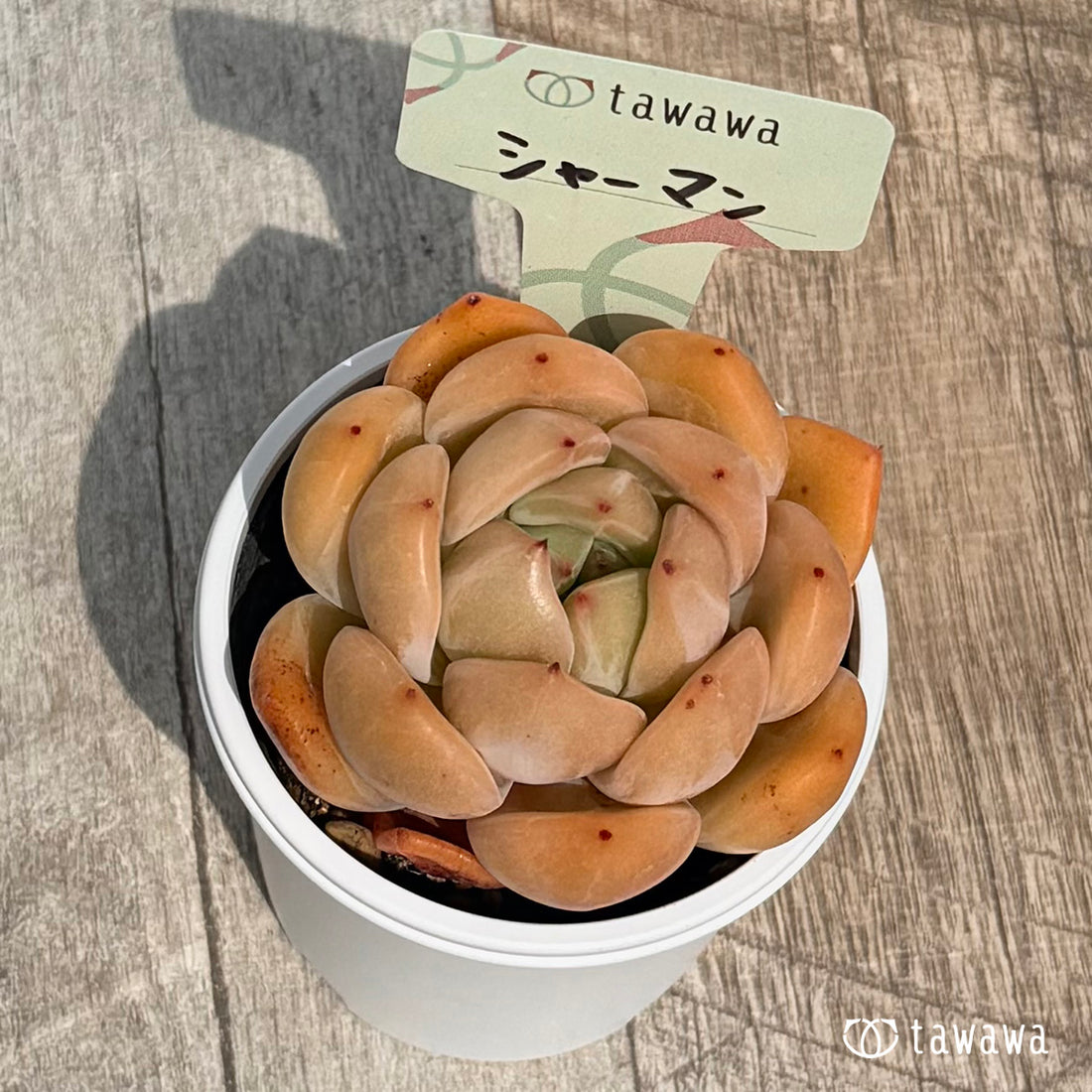 67. ＊新発売＊　シャーマン　【tawawaハウス苗】