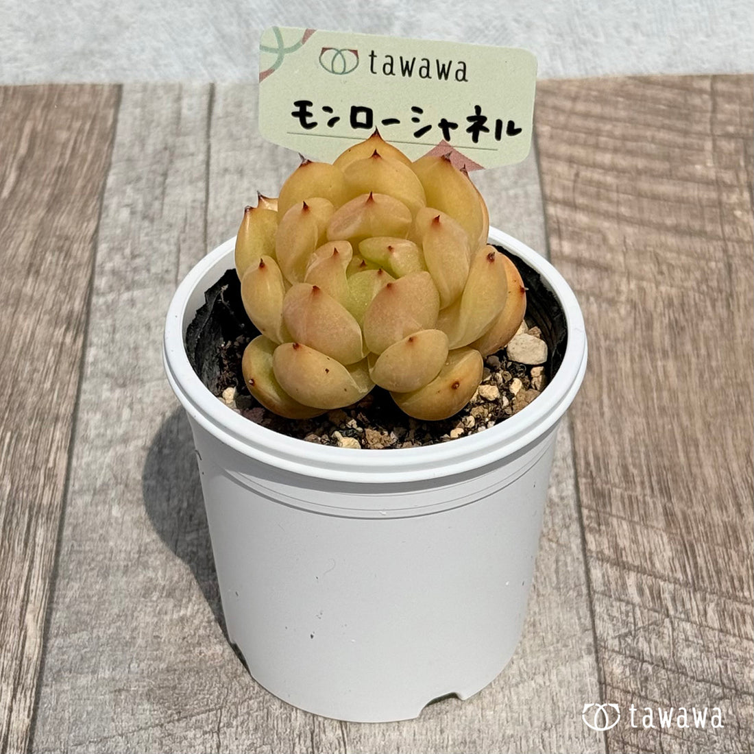 68. ＊新発売＊　モンローシャネル　【tawawaハウス苗】