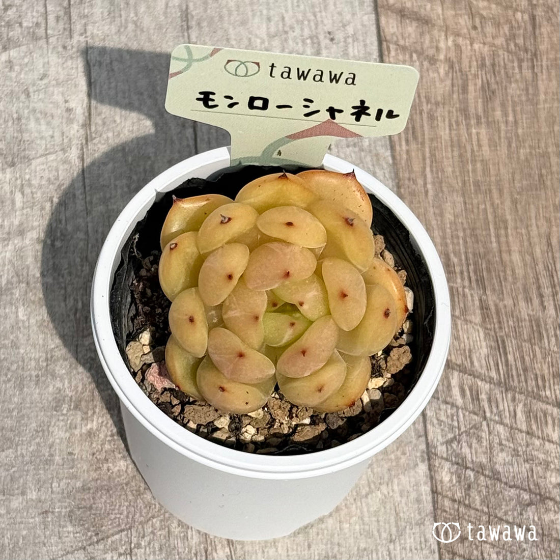 68. ＊新発売＊　モンローシャネル　【tawawaハウス苗】