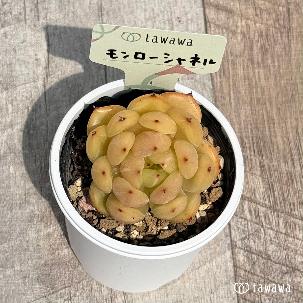 먼로 샤넬