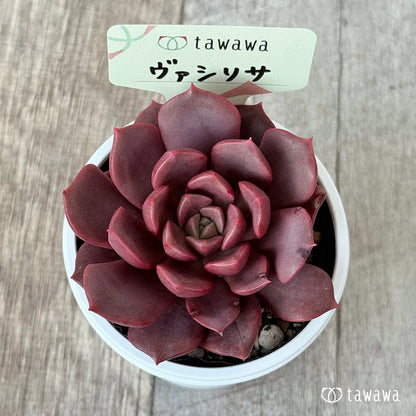 ヴァシリサ【tawawaハウス苗】