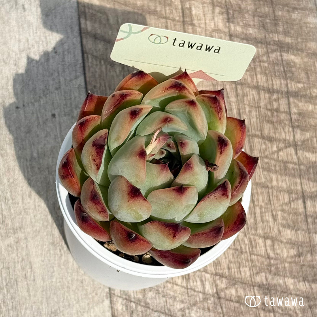 69. ＊新発売＊　名前のない苗 1　【tawawaハウス苗】