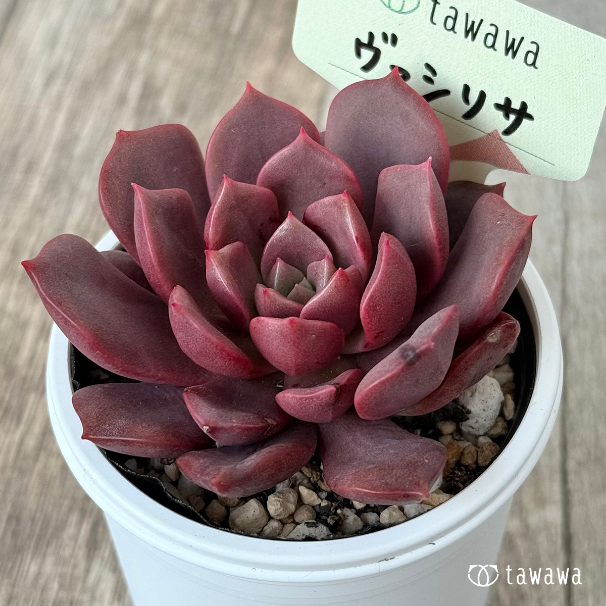 ヴァシリサ【tawawaハウス苗】