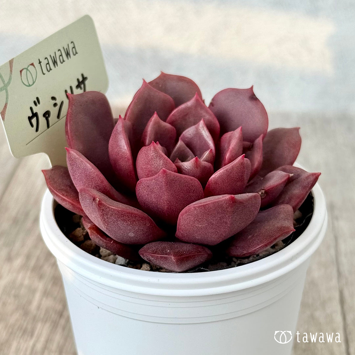 ヴァシリサ【tawawaハウス苗】