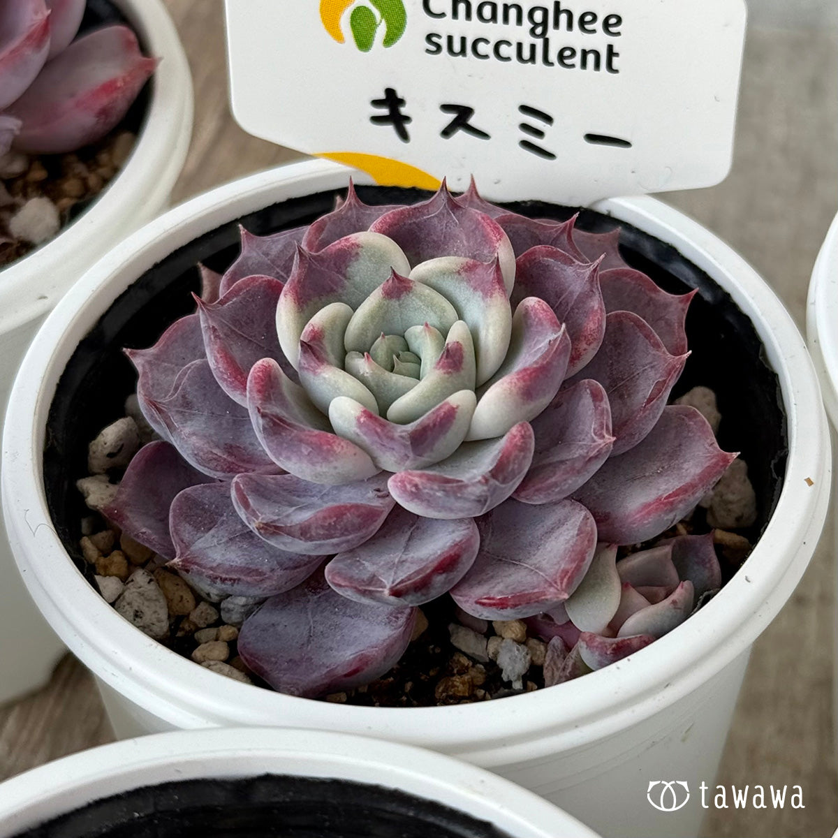 コレクション – 多肉植物の通販・販売サイト tawawa