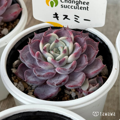 New Arrivals: Ice Green