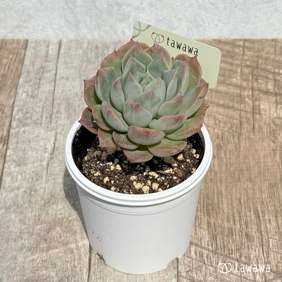 名前のない苗 3 【tawawaハウス苗】