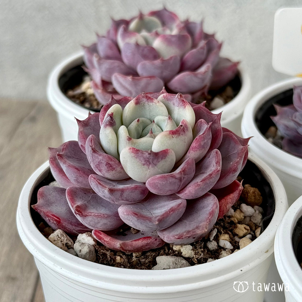 3.【チャンヒー農園】カット苗＆土付き苗（販売中） – tagged 