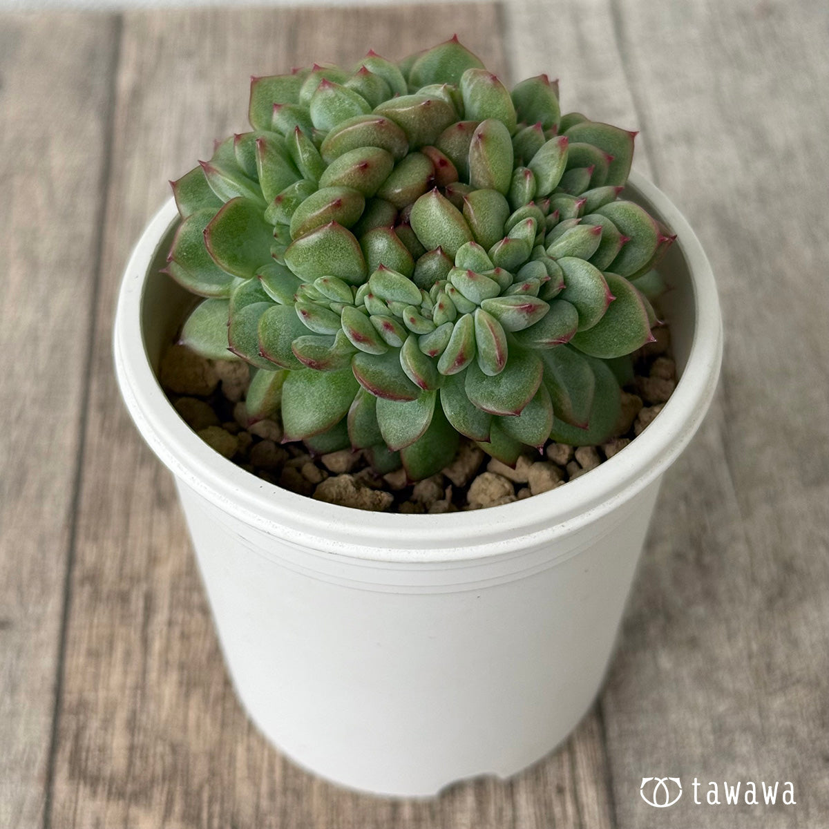 Blue Minima Blue Minima