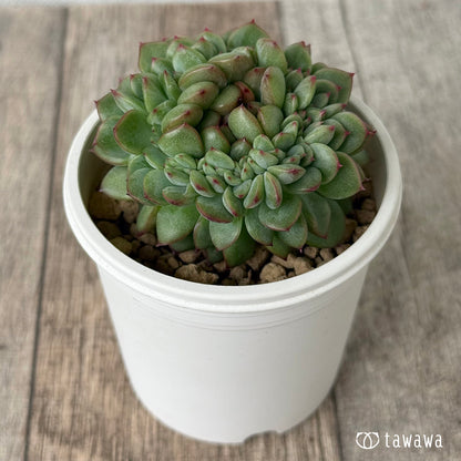 Blue Minima Blue Minima