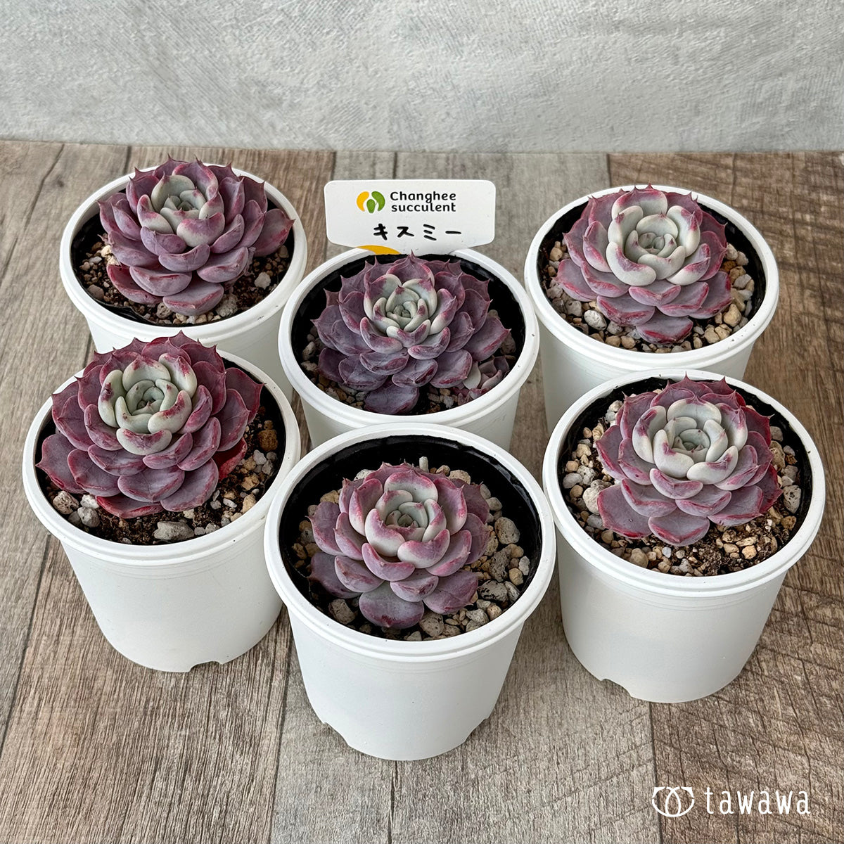 【チャンフィ苗@1980】キスミー(5頭) チャンフィ苗@1980】キスミー(5頭) キスミー （チャンヒー農園苗