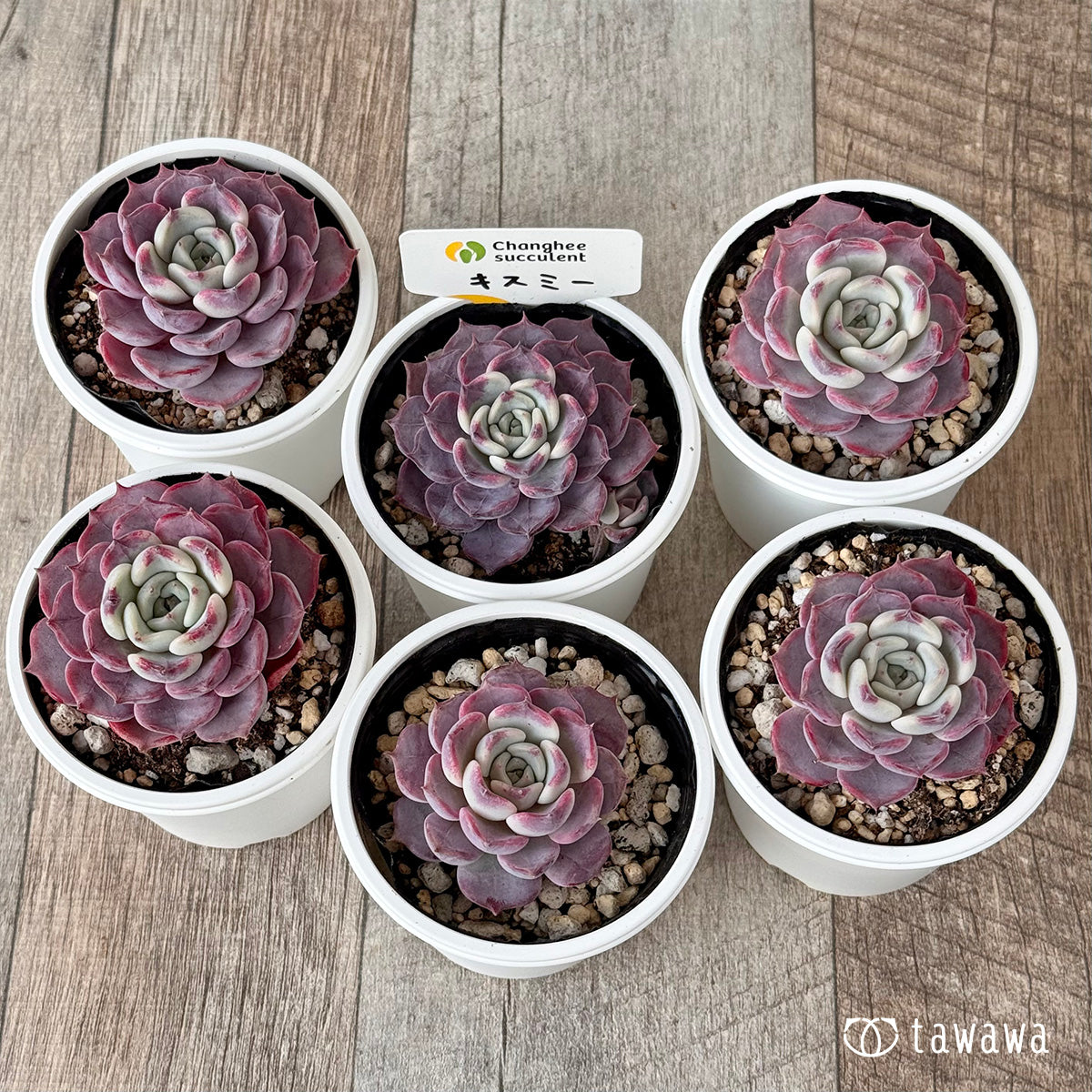 New Arrivals: Ice Green