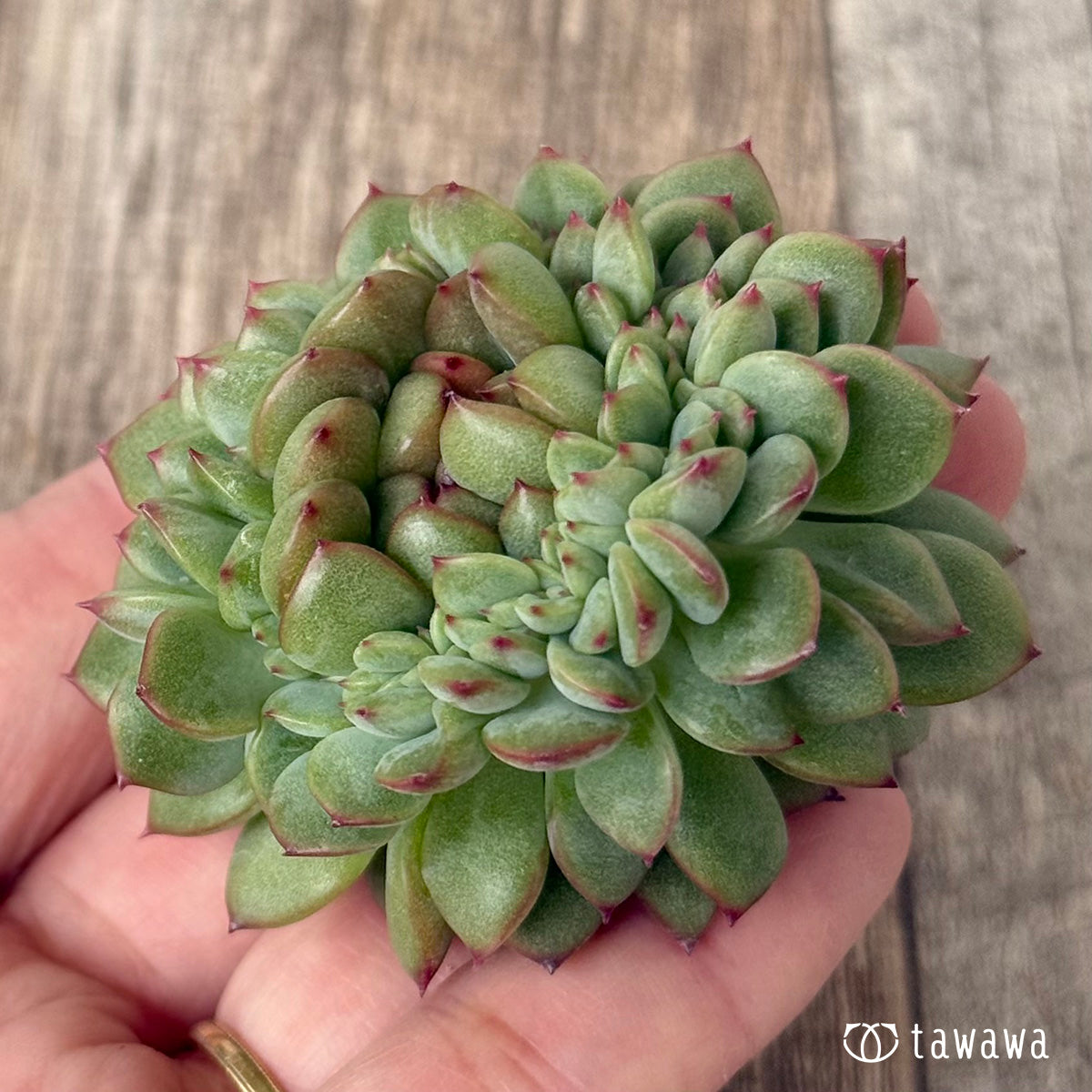 Blue Minima Blue Minima