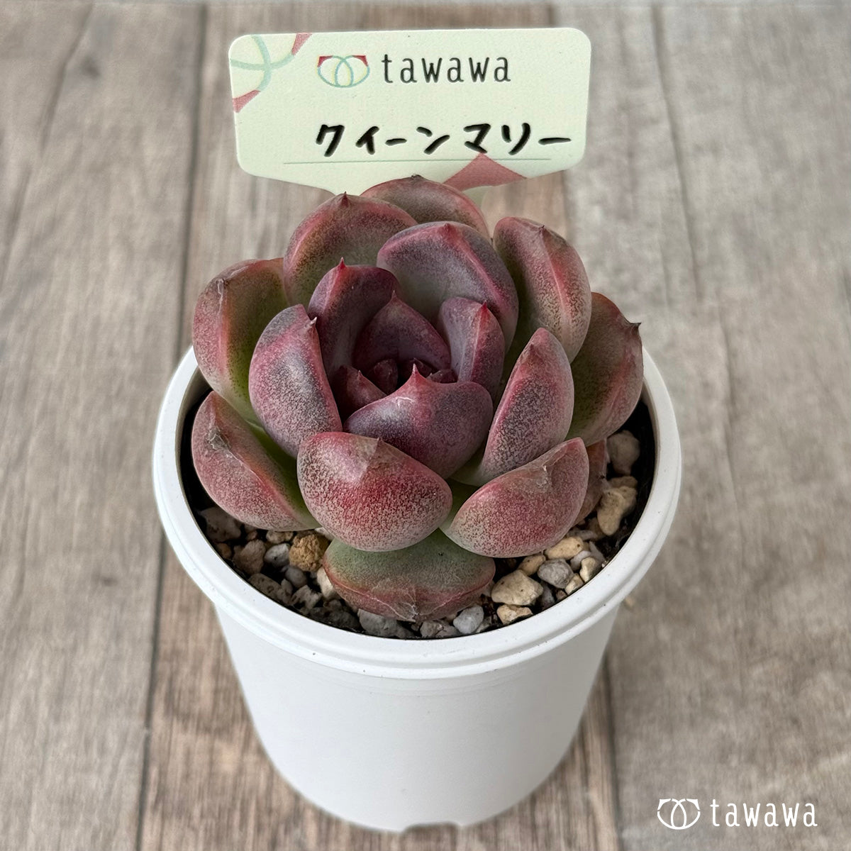 New Arrivals: Ice Green