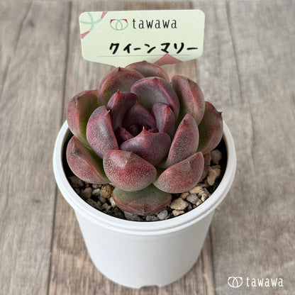 New Arrivals: Ice Green