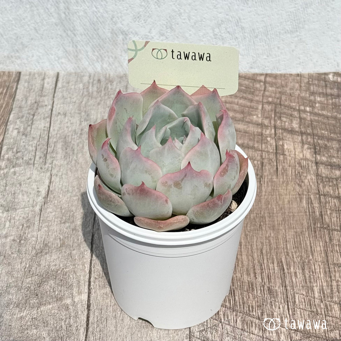 名前のない苗 4 【tawawaハウス苗】