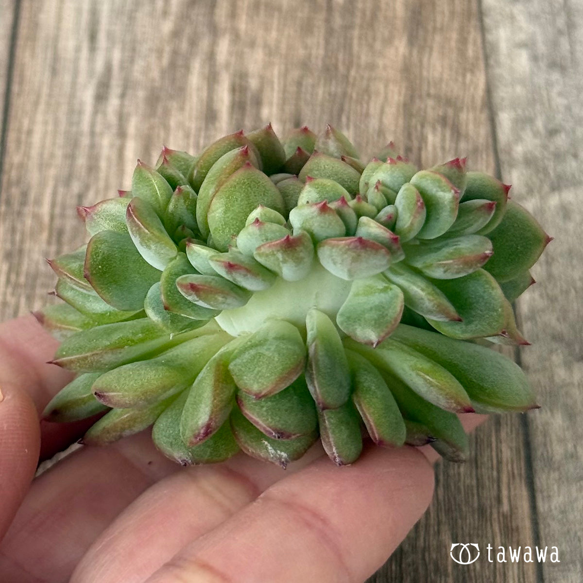 Blue Minima Blue Minima